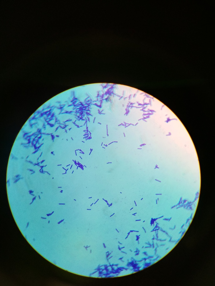 Пребиотики под микроскопом 