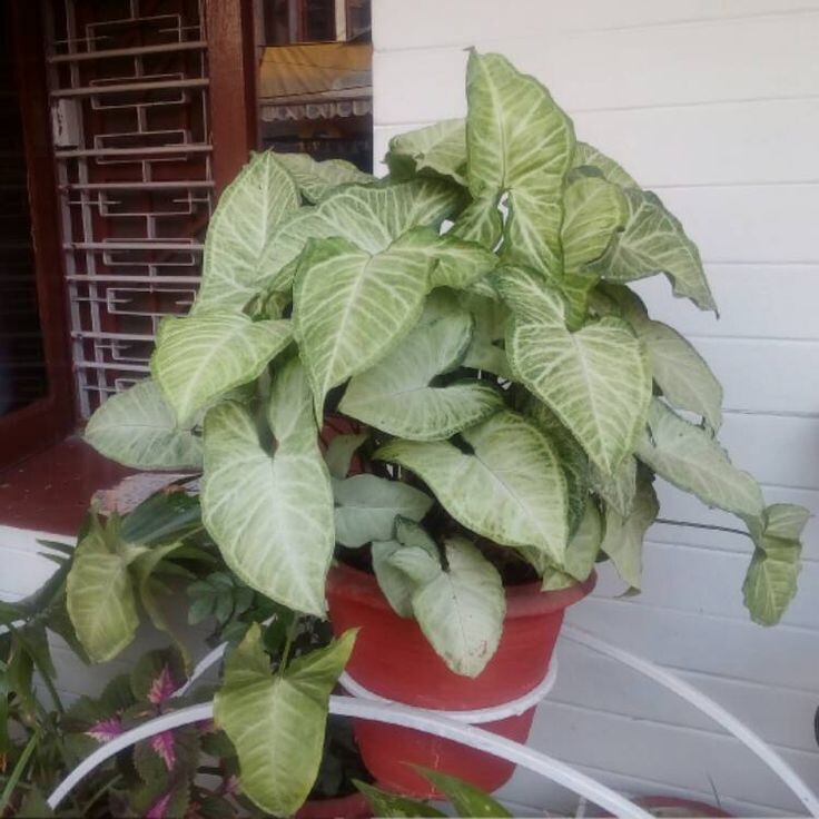 Сингониум White Batterfly