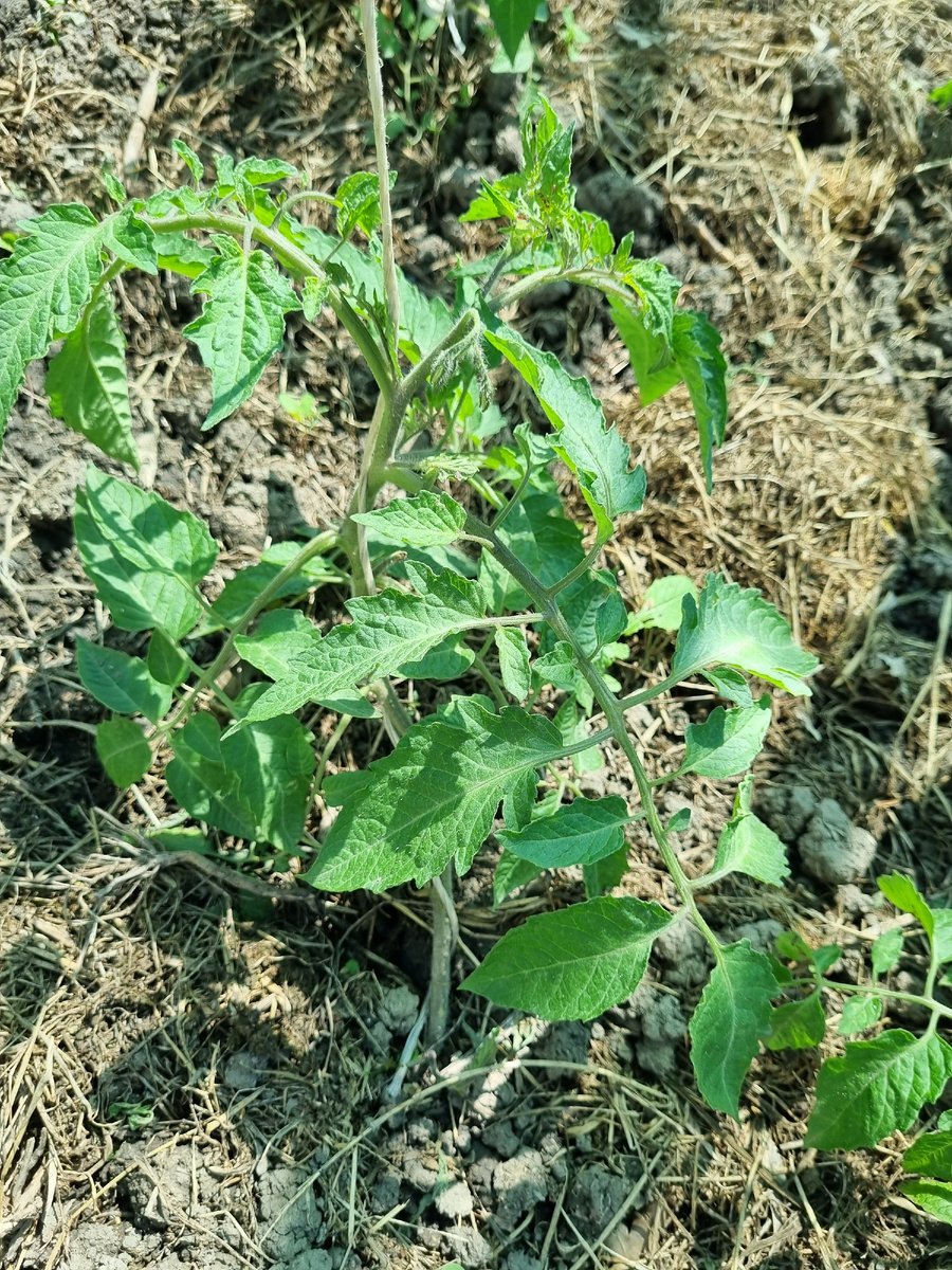 Помидорки средней высадки