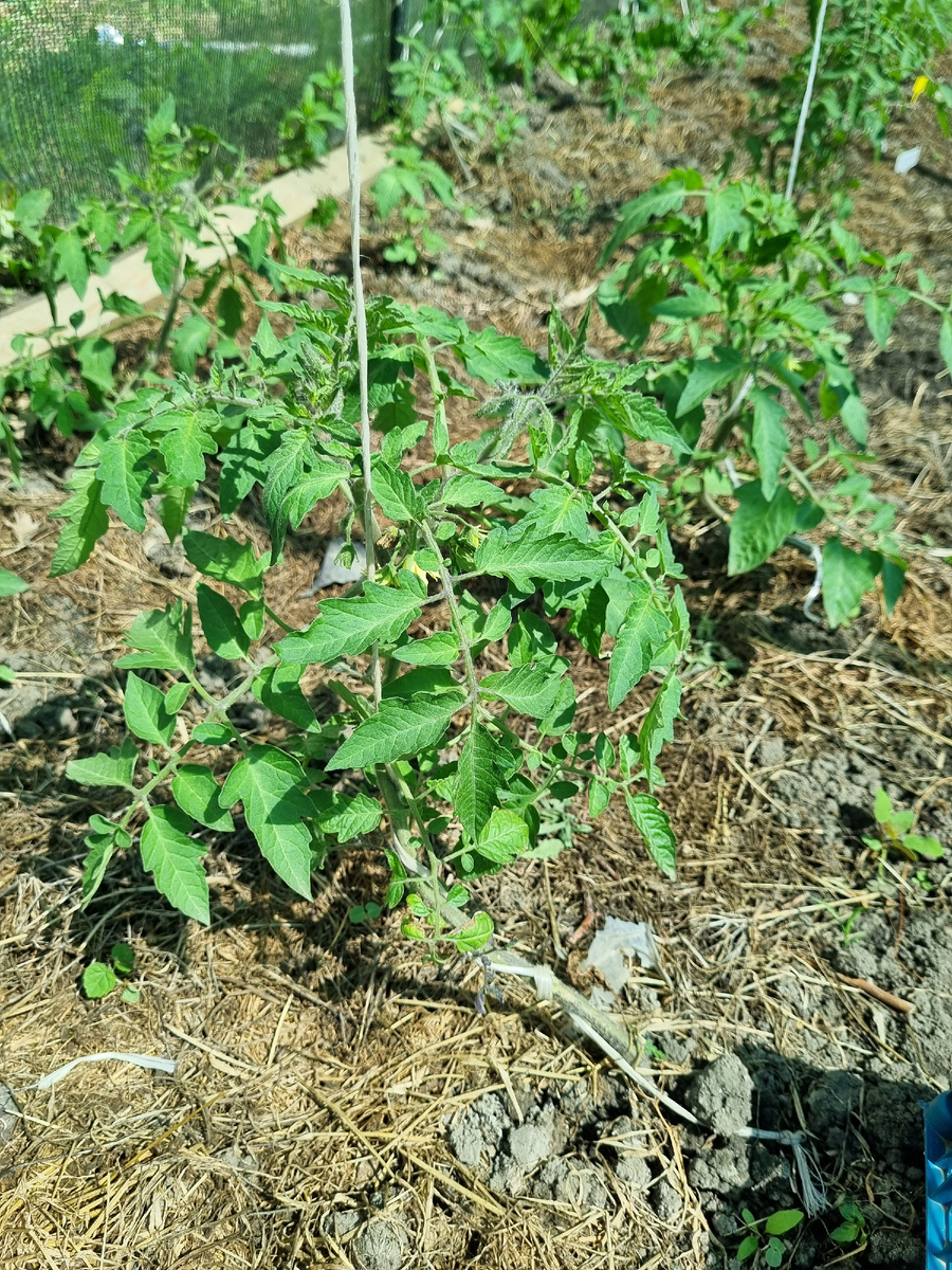 Низ чистый, верх весь в листве. И томату легче, и мне спокойнее