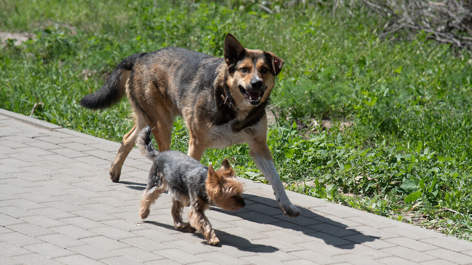 Фото: Олег Харсеев / Коммерсантъ