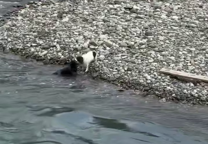 Фото: Telegram/Сочи Олнайн  📷
