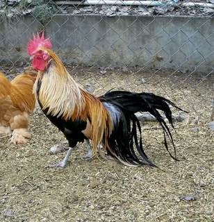 Петухи породы Феникс. Фото из интернета