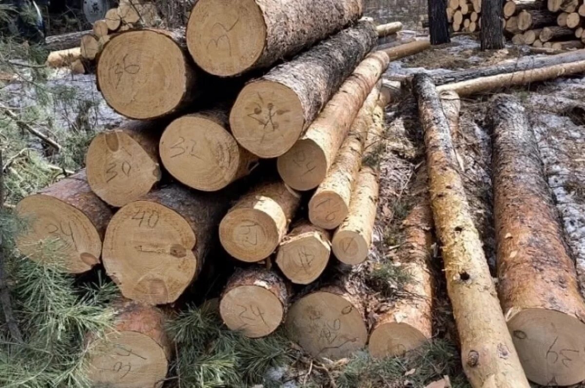    Задержаны черные лесорубы, вырубившие 160 сосен в Шушенском районе
