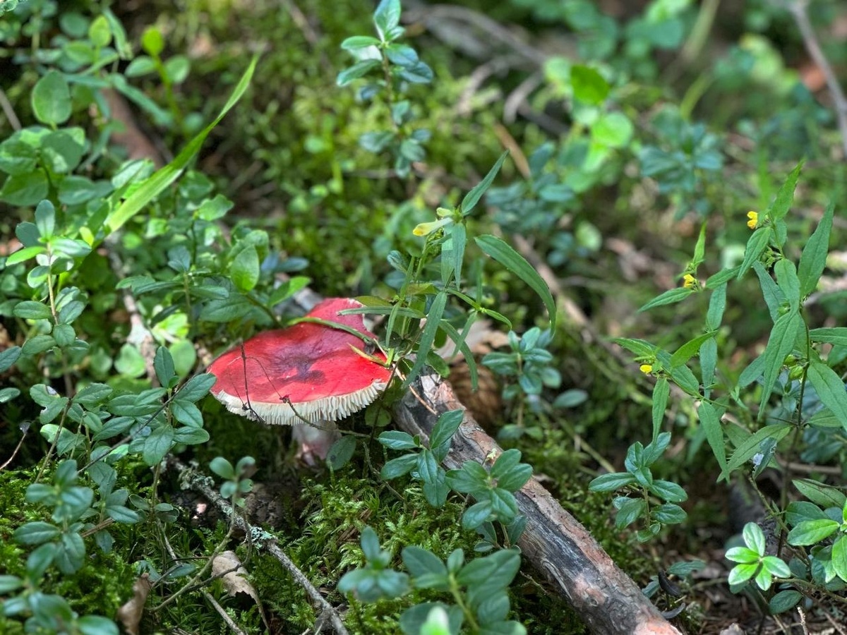    Фото: «МК в Питере»