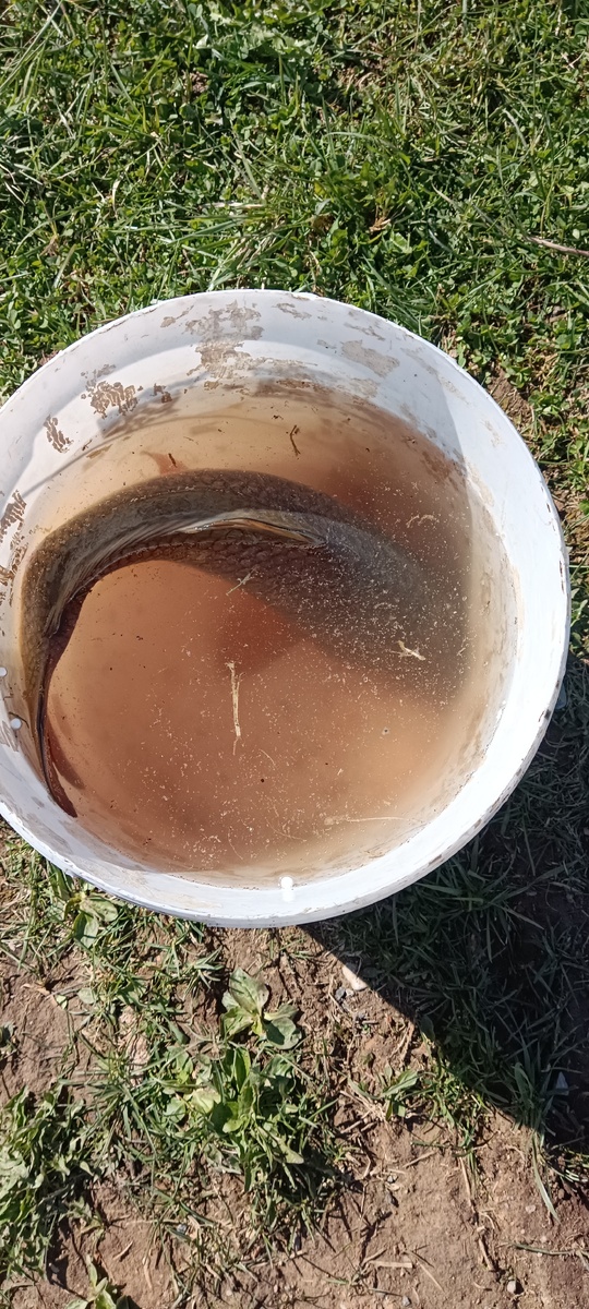 первая рыбка.