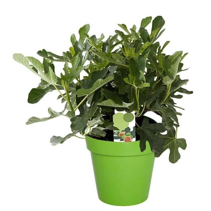 Инжир или фикус Карика