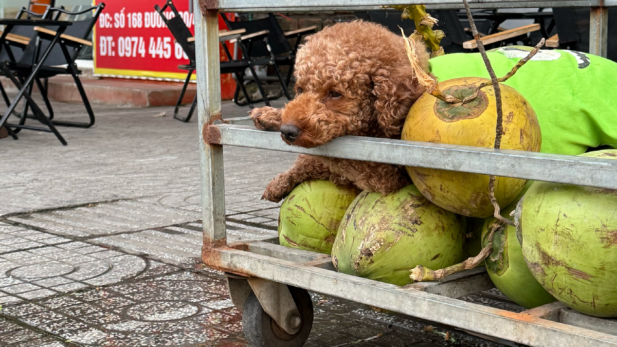 Продает столь полезные кокосы