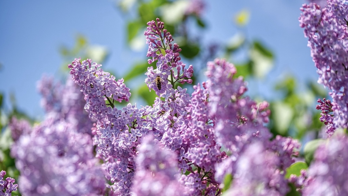 Фото взято с Pixabay