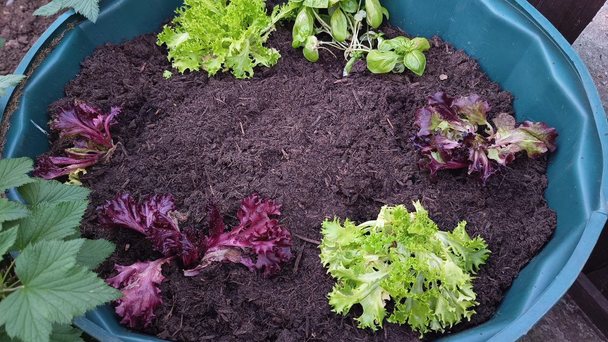 Пока только салат - в середине посажу цуккини