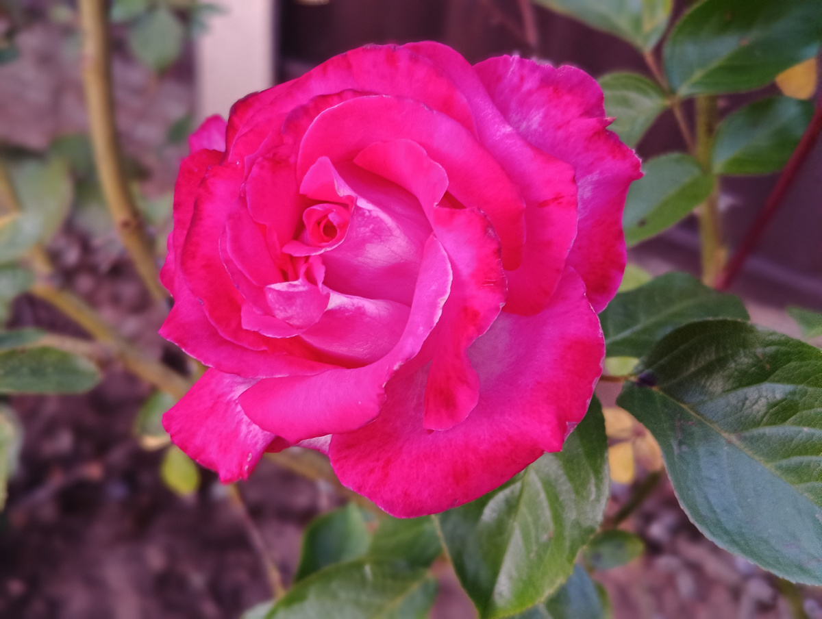 Уже розы зацвели в саду