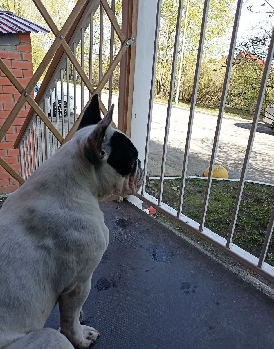 Больше Бэлль не сможет спускаться по ступенькам. Но она жива и даже бегает. Думаю оно того стоило. 