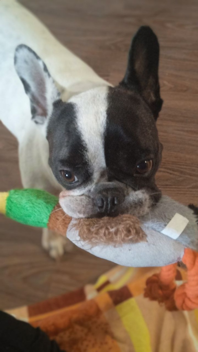 В награду болеющим новая игрушка