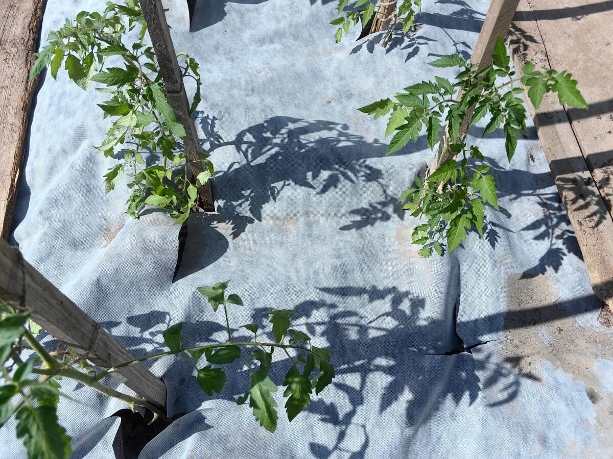 Томаты под чёрно-белым укрывным материалом. Фото Натальи Мироновой