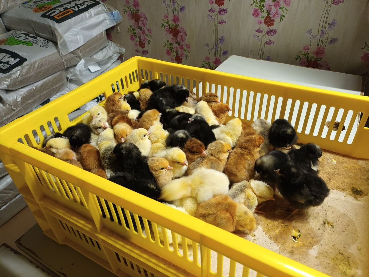  📷    Кормим птицей всю страну. История успеха оренбургского предпринимателя. Вместе со Сбером Андрей Севостьянов