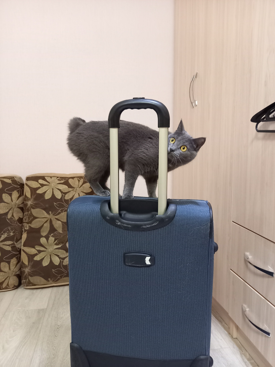 Кошка Ксюша на нашем чемодане