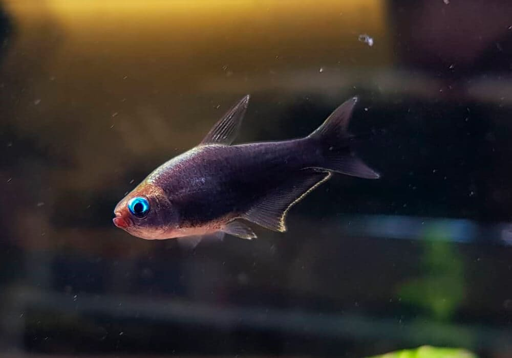 А вот такие тетры живут у меня. Чёрные!