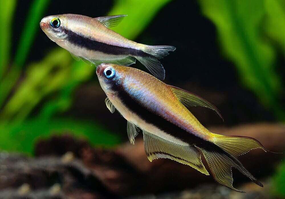 Вот она королевская тетра или пальмери, самка вверху и самец снизу.