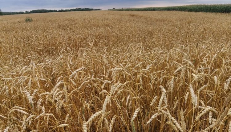    Сколько в России неиспользуемых сельхозземель сегодня и планы по вводу их в оборот до 2030 года