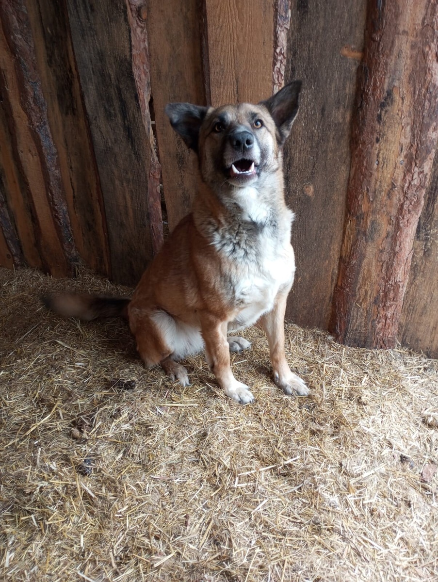 Фиалка  в шоке!