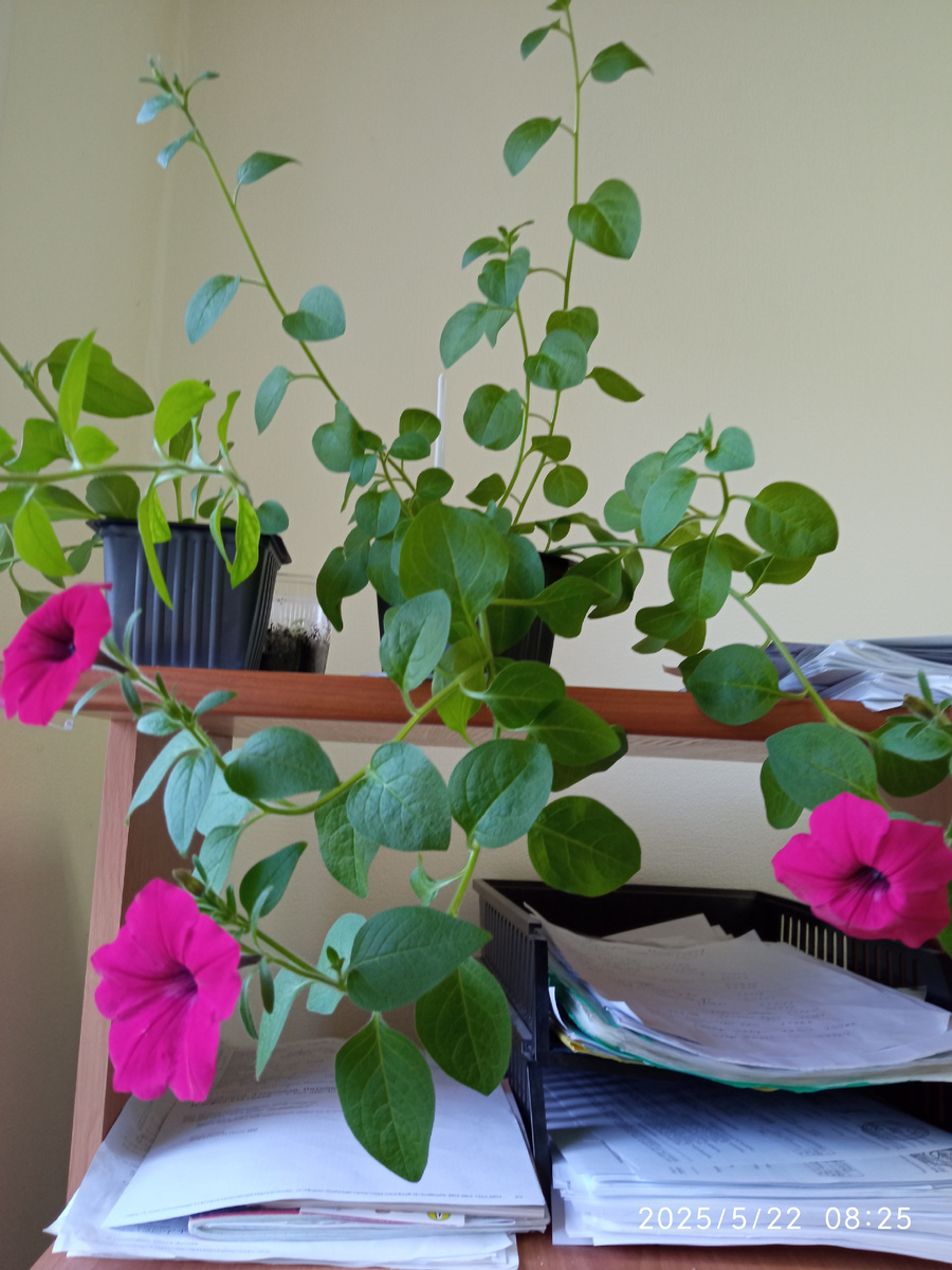 Петуния Тайдал Вейв черри