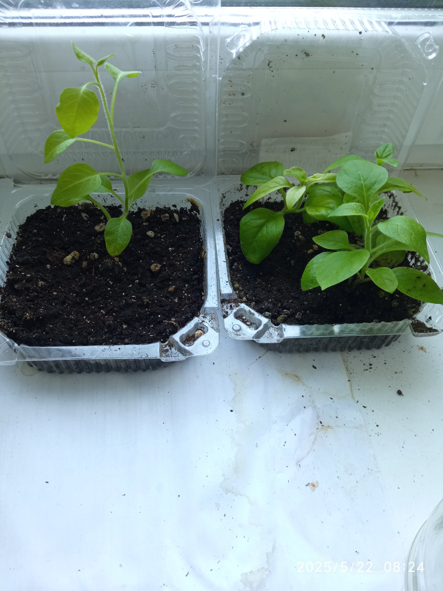 Укоренные черенки