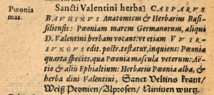 Фрагмент текста о пионе в ниге "De Plantis A Divis Sanctisve Nomen Habentibus..." p. 88.