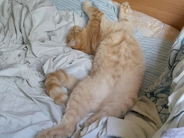     Кошки — это хищники, которые хорошо слышат, видят в темноте и считаются сумеречными животными. Фото: Архив МК в Великом Новгороде