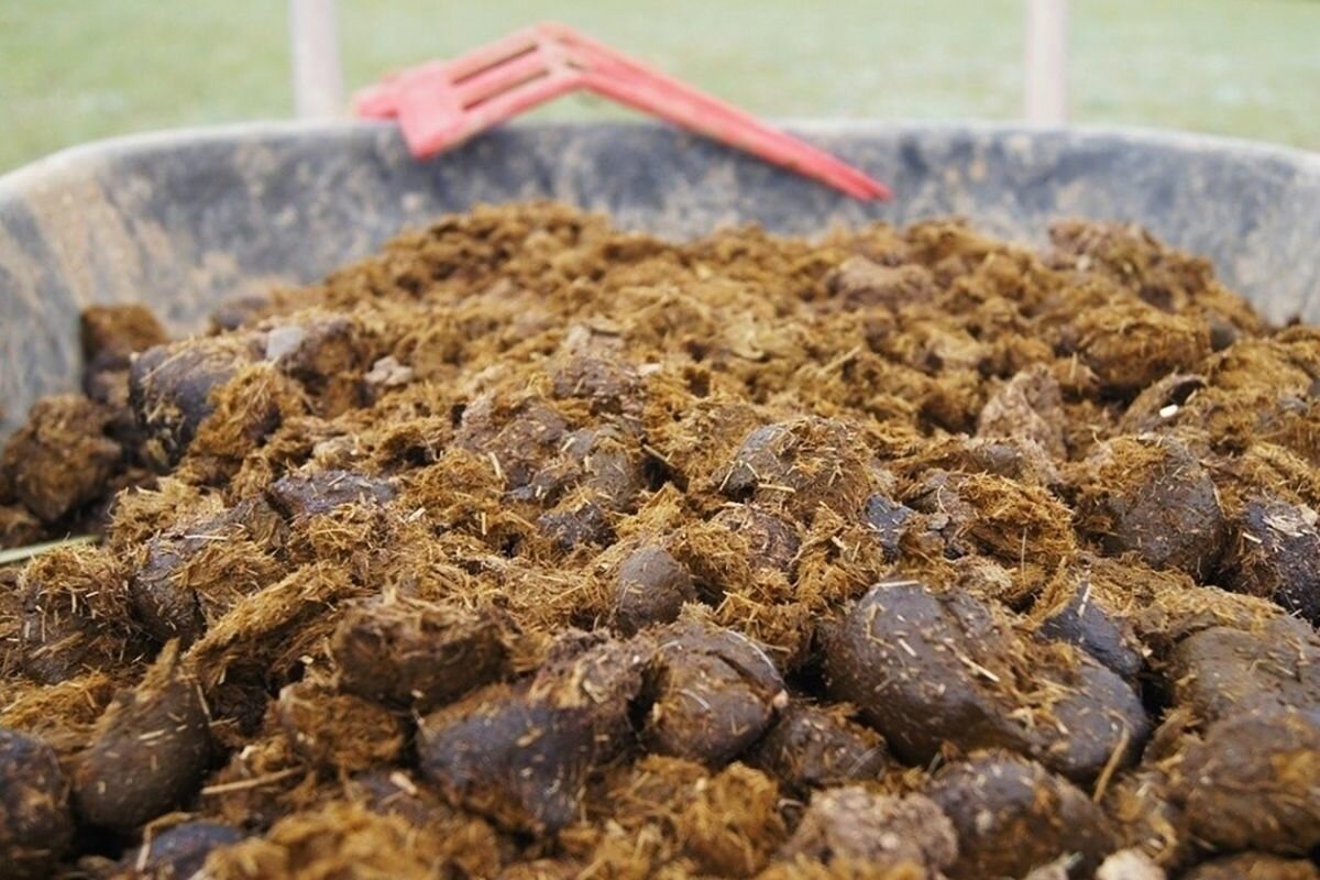 Источник https://avatars.mds.yandex.net/get-ydo/3604415/2a0000017780a4d4a30eda648a7cba073f31/diploma