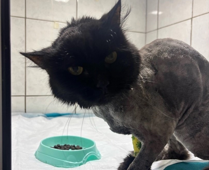    Фото: приют «Кот Матроскин»