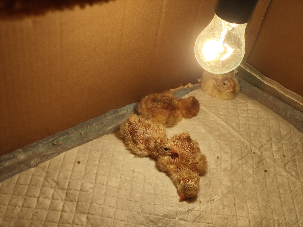 Всегда первый один вылупляется, потом начинается массовый наклев. Первый в уголочке сидит.