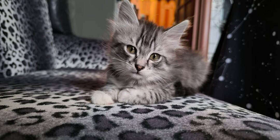 Серые полосатики: ещё три хорошие новости, но окончательно радоваться рано