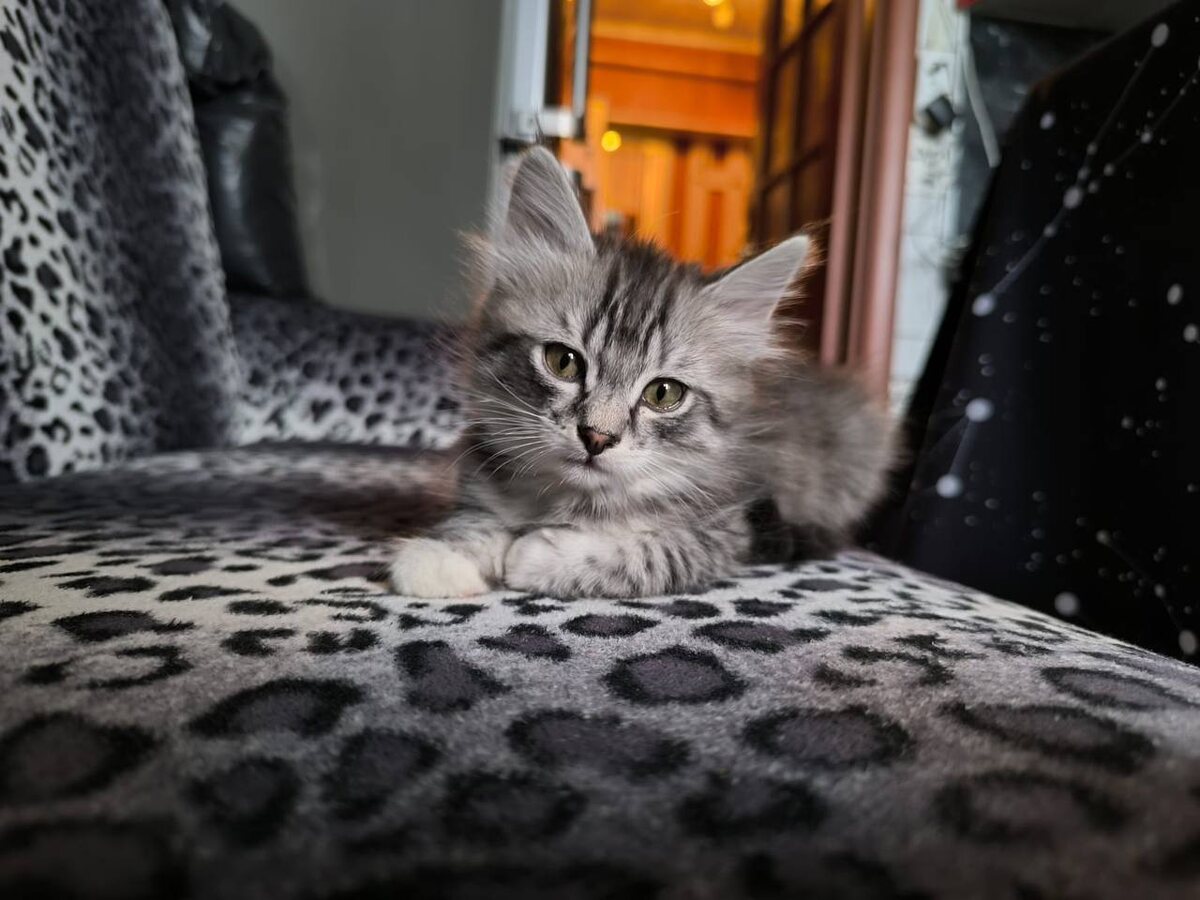 Тот самый котёнок-мальчик ДОМА!