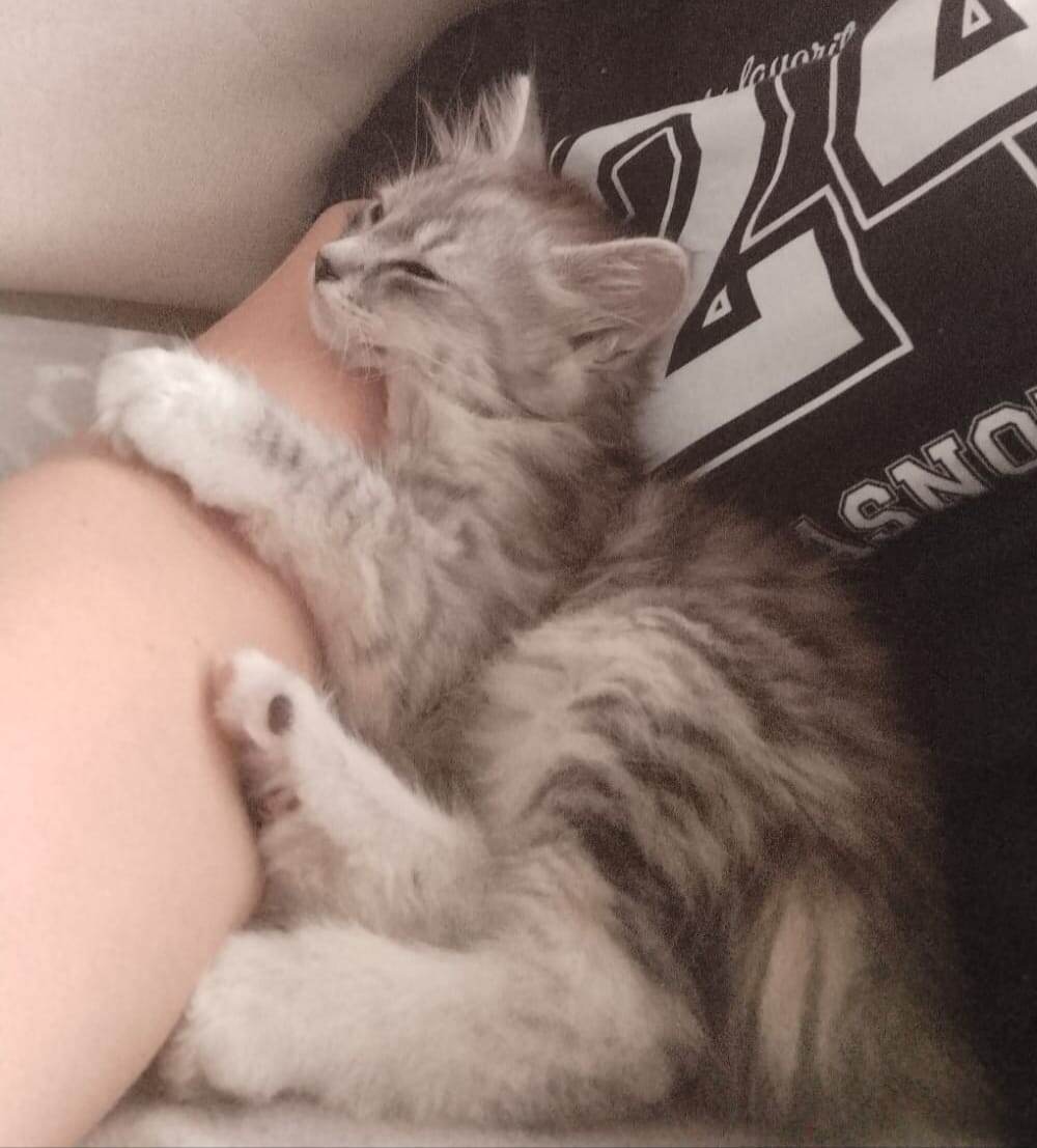 Котёнок-девочка тоже ДОМА!