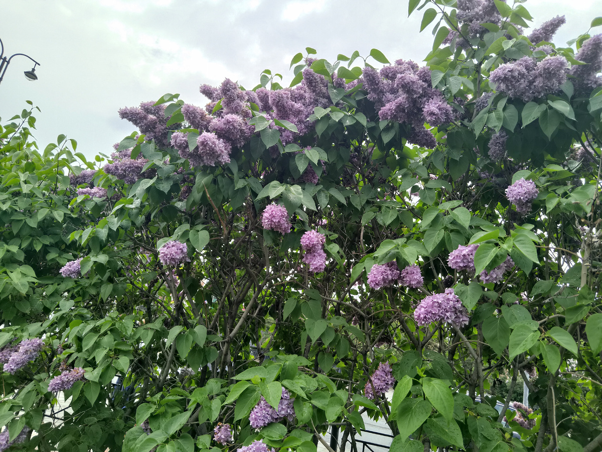 Фото автора