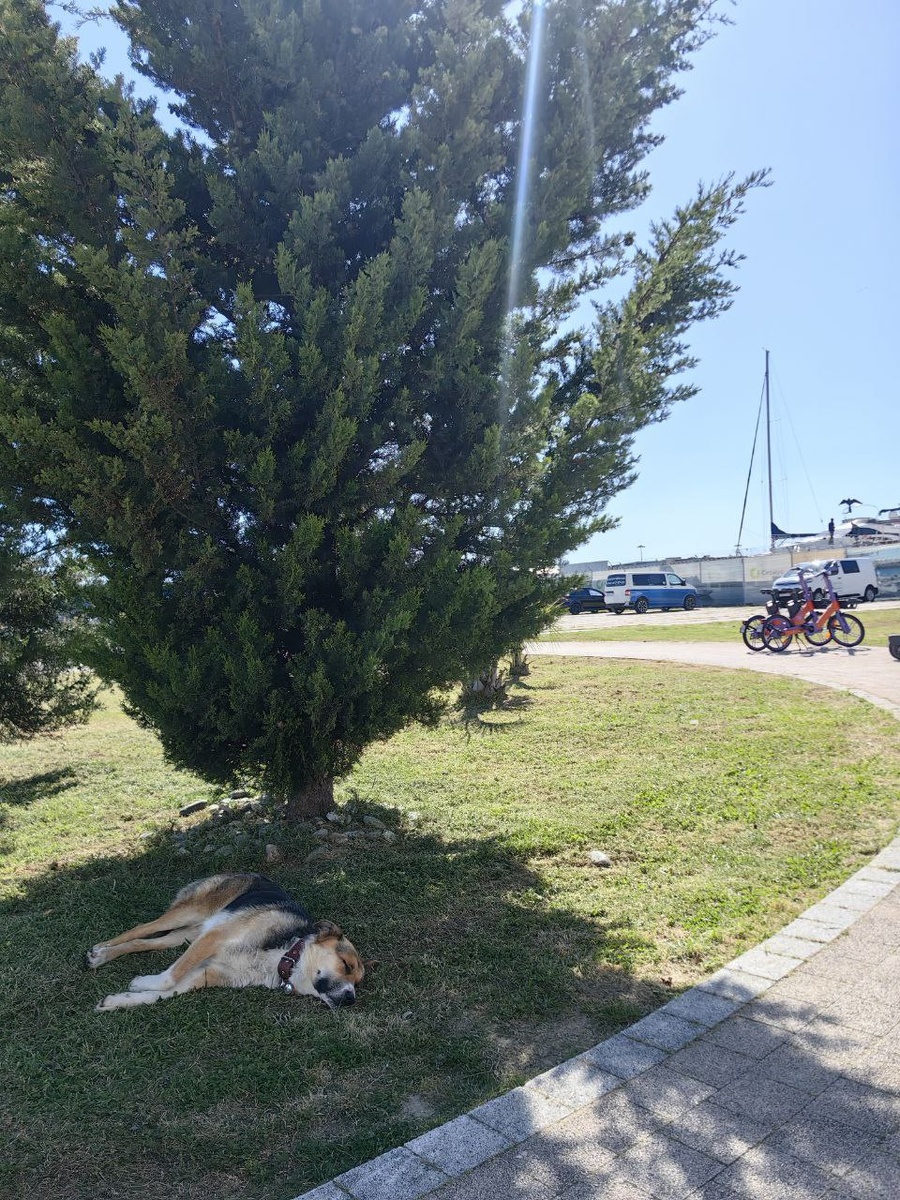 Спрятался от солнца