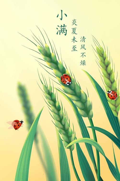  В Китае 小满  одначает  и "полное зерно пшеницы". На картинах, посвященных Сяо Мань часто изображают пшеничные колосья. Источник изображения: baidu.com