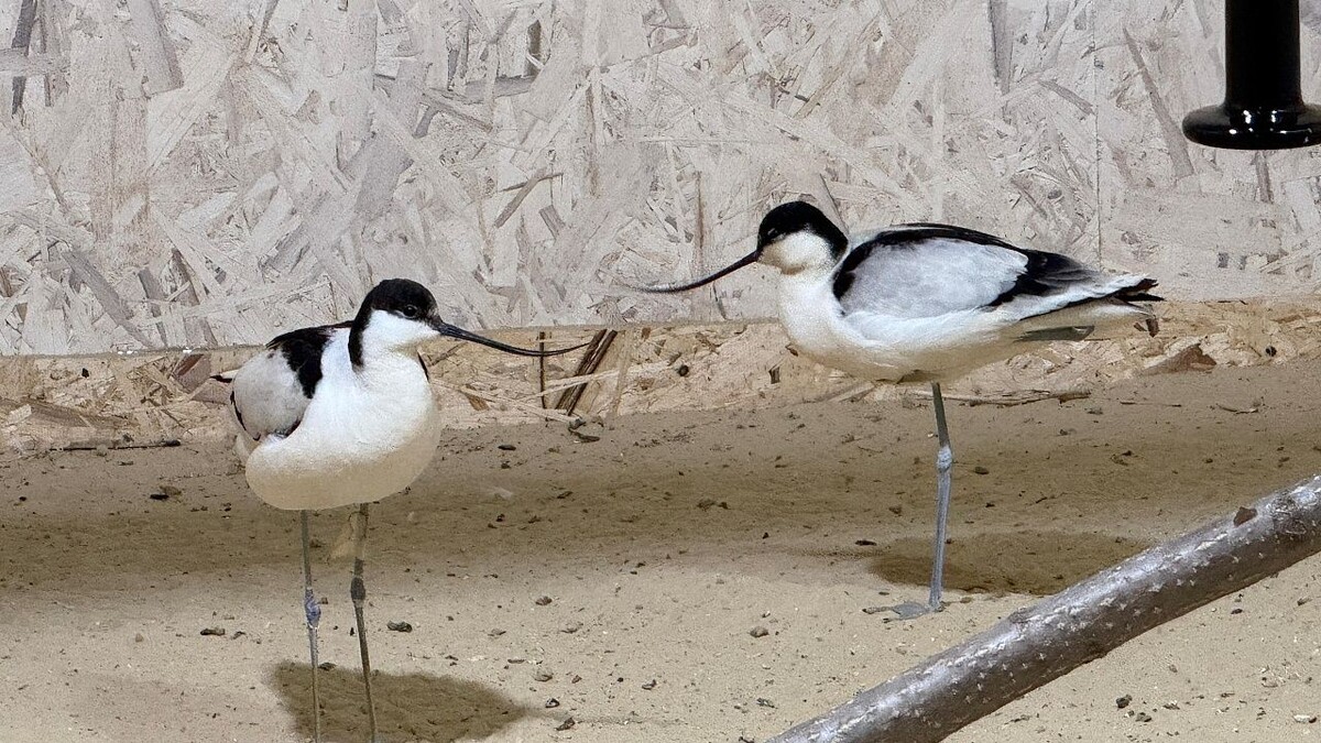    Фото: телеканал «Краснодар»