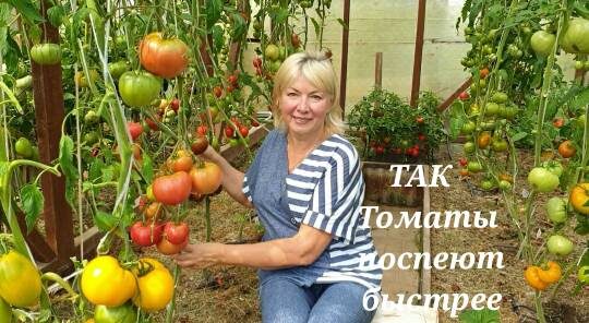Томаты поспеют быстрее.