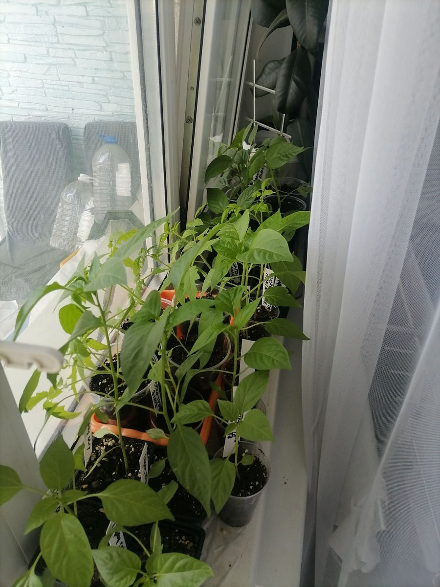 Перцы и помидоры.