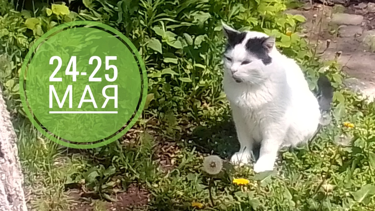 Нумерологический прогноз на 24-25 мая 2025 года: котики всегда в тренде