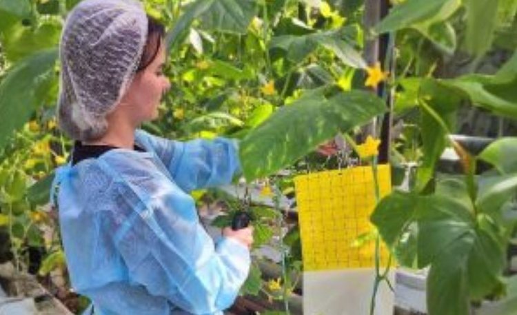    В тепличном хозяйстве Брянской области трипса выводили хищным клещом