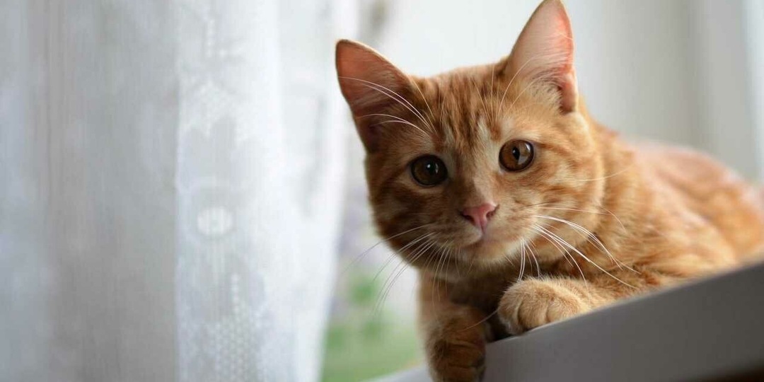 😺Уникальные особенности и секреты обаяния рыжих котиков