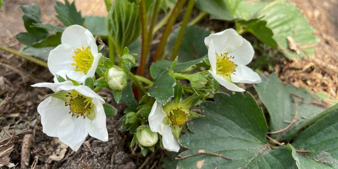 Рецепт настойки от долгоносика