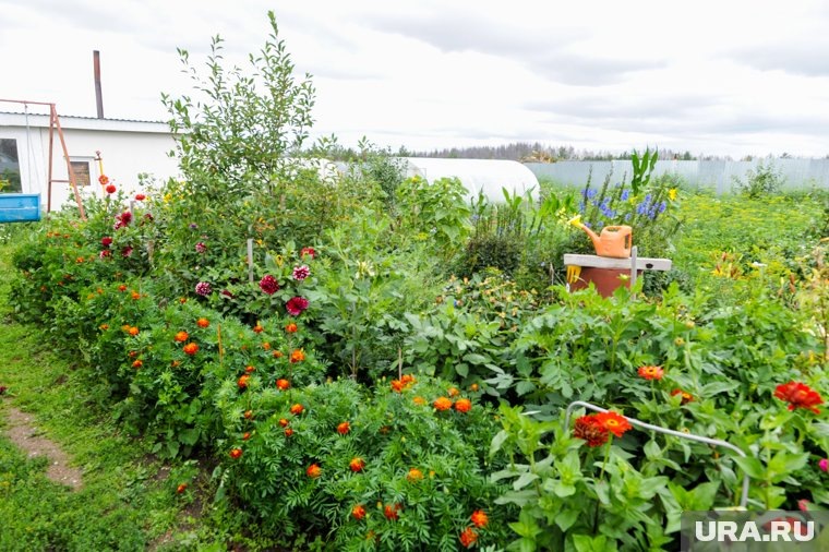 Какие овощи отлично растут в тени: полный список и советы по выращиванию