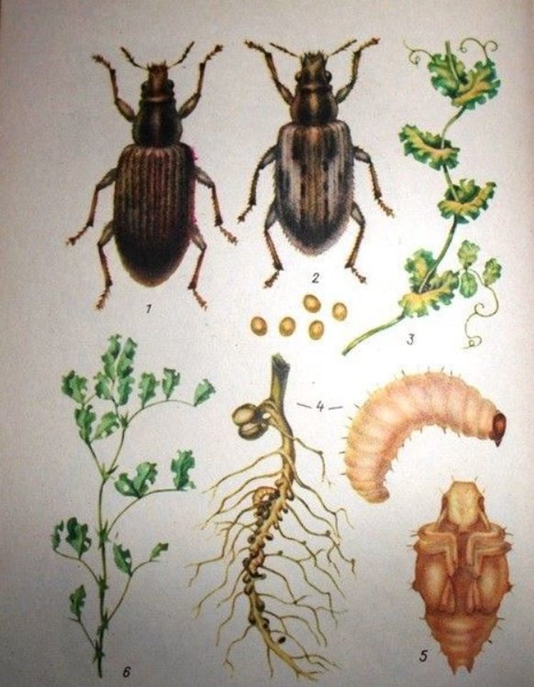     ЭПВ для долгоносика на горохе и других зернобобовых
