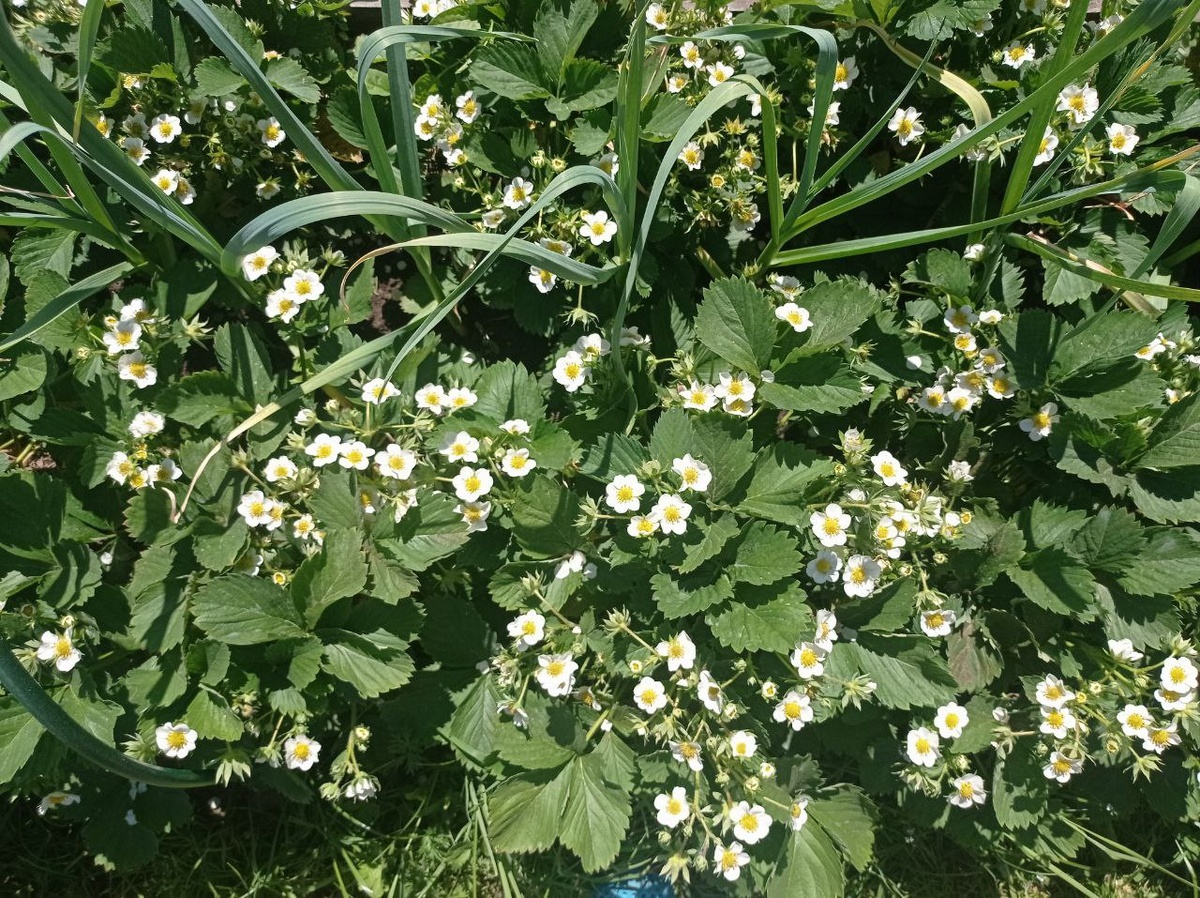 Клубника 25 мая 2024 года.