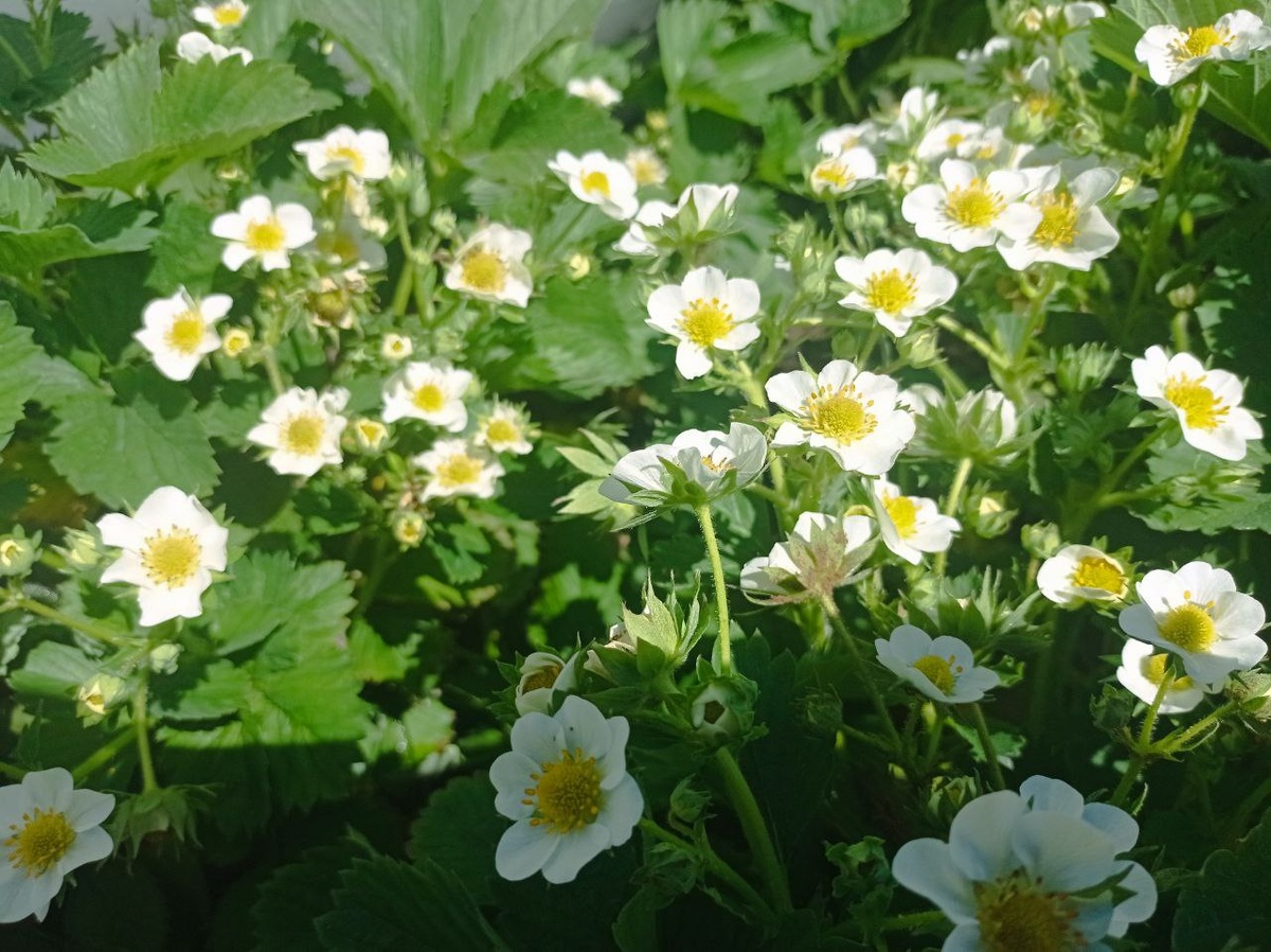 Массовое цветение 25.05.2024.