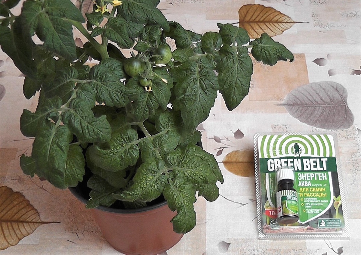    «Энерген Аква» — это природный стимулятор