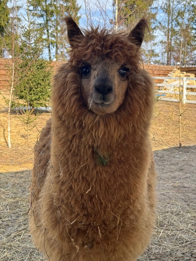 Альпака из парка альпак в Костроме 🙂